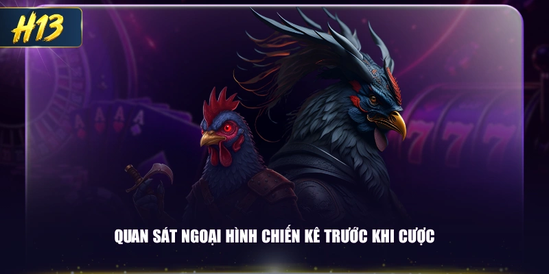 Quan sát ngoại hình chiến kê trước khi cược