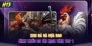 Xem Đá Gà Cựa Dao - Hình Thức So Tài Kịch Tính Top 1